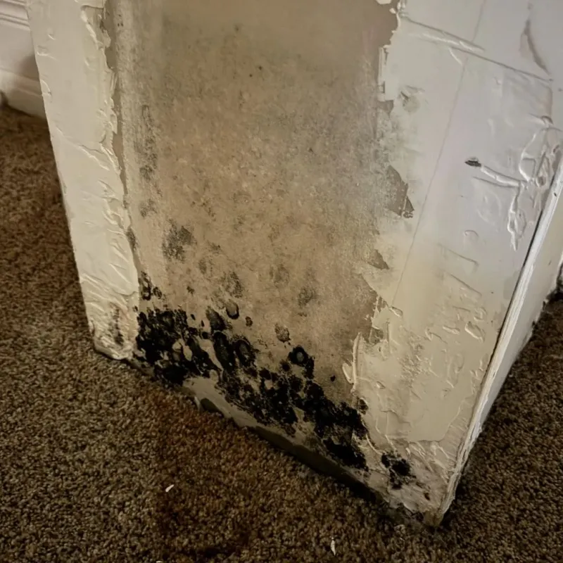 Professional Mold Removal in Martin, TN